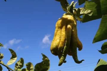 a close up of a fruit hanging from a tree