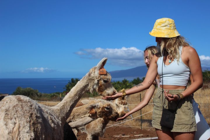 a woman petting a cow