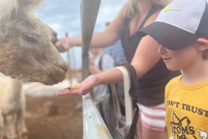 a person petting a horse